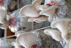 Abalone Mushrooms
