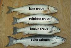 Atlantic Salmon Trout
