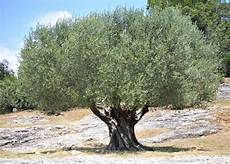California Olive Oil