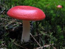 Caroyster Mushroom