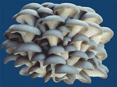 Caroyster Mushroom