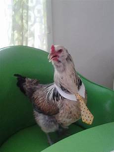 Chicken Neck