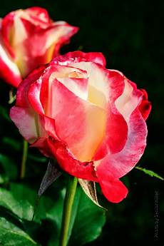 Delight Rose