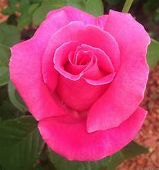 Delight Rose