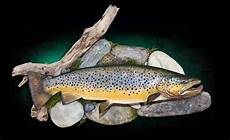 Fish Feed Trout