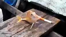 Fish Smoking