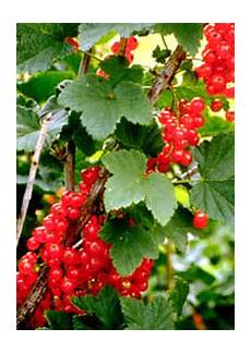Fructose In Berries
