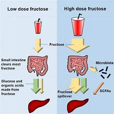 Fructose Liver