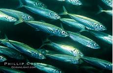 Mackerel Pacific