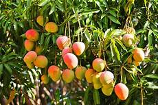 Mango Nectars