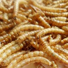 Mealworm Chicken Feed