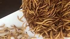 Mealworm Chicken Feed