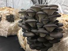 Mushroom Fresh