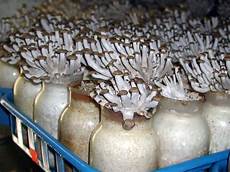 Mushroom Grow
