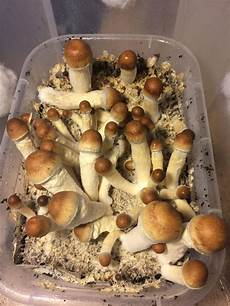 Mushroom Grow