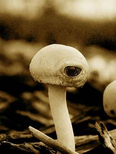 Mushroom Mushroom