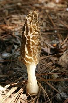 Mushroom Mushroom