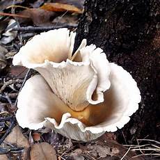 Mushroom Spawn