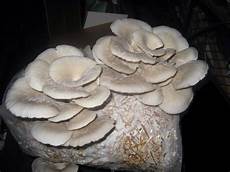 Mushroom Spawn