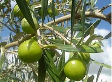Nocellara Olives