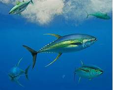 Pacific Mackerel Tuna