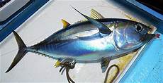 Pacific Mackerel Tuna
