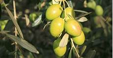 Picholine Olives