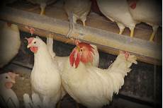 Poultry Feed Food