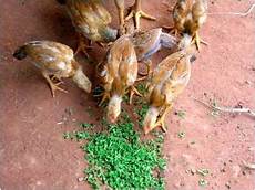 Poultry Protein Meal