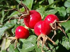 Rosehip Fruit Teas