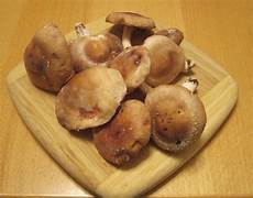 Shitake Mushroom