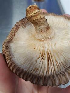Shitake Mushroom