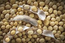 Soy Bean Meal