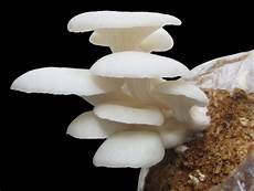 Straw Mushroom