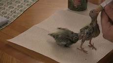 Baby Feeding
