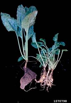 Beet Sugar