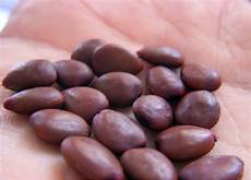 Carob Bean