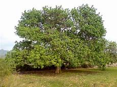 Carob Bean