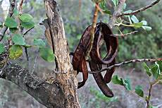 Carob Bean
