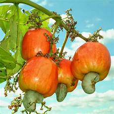 Cashew Kernel