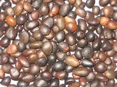 Cashew Kernel
