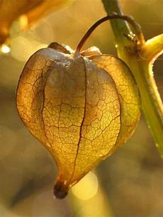 Dried Fruit