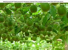 Dried Fruit