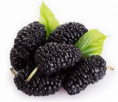 Dried Mulberries