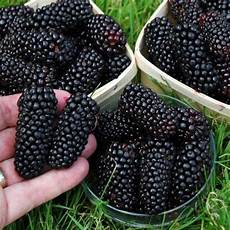 Dried Mulberries