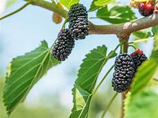 Dried Mulberry
