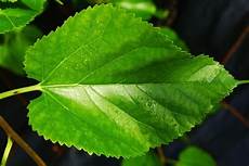 Dried Mulberry