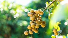 Dried Mulberry