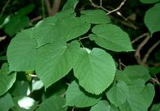 Dried Mulberry
