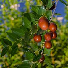 Dried Nut and Fruit